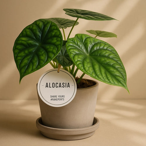 Overflaten på Alocasia Dragon Scale har en tykk, nesten læraktig tekstur som minner om reptilskjell – derav navnet "Dragon Scale".
