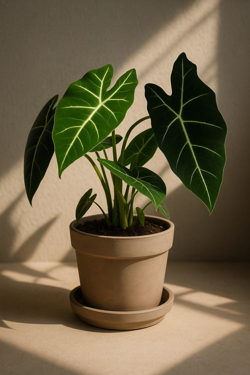 Alocasia Frydek er en tropisk skjønnhet med et luksuriøst og dramatisk uttrykk. Planten er lett gjenkjennelig med sine mørke fløyelsaktige blader, formet som piler eller skjold, og fremtredende lysegrønne til hvite nerver som danner vakre kontraster.