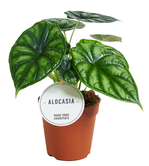 Alocasia Dragon Scale er en spektakulær variant av Alocasia baginda, verdsatt for sine karakteristiske blader som ligner håndskårne smaragder.